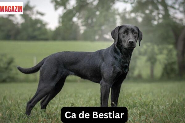 Ca de Bestiar