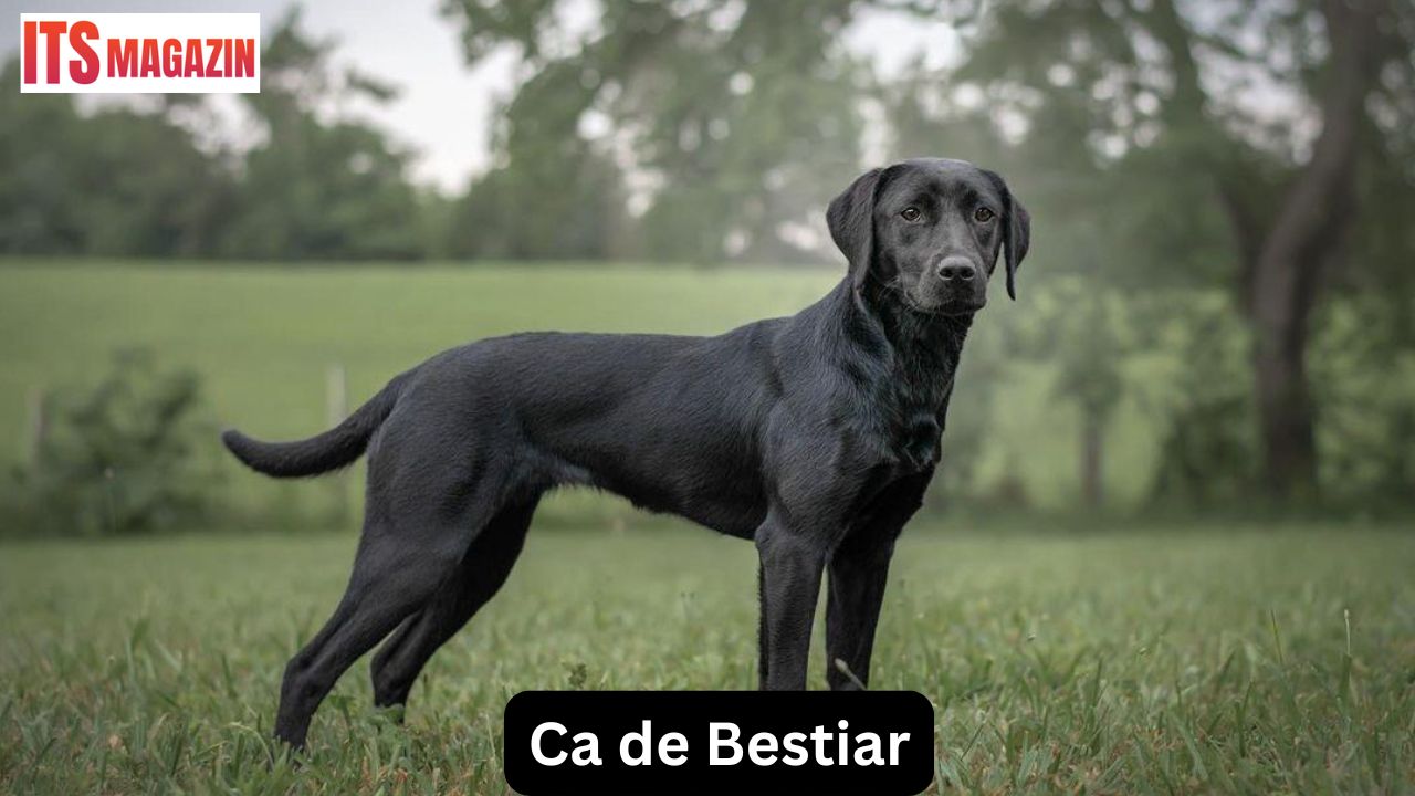 Ca de Bestiar