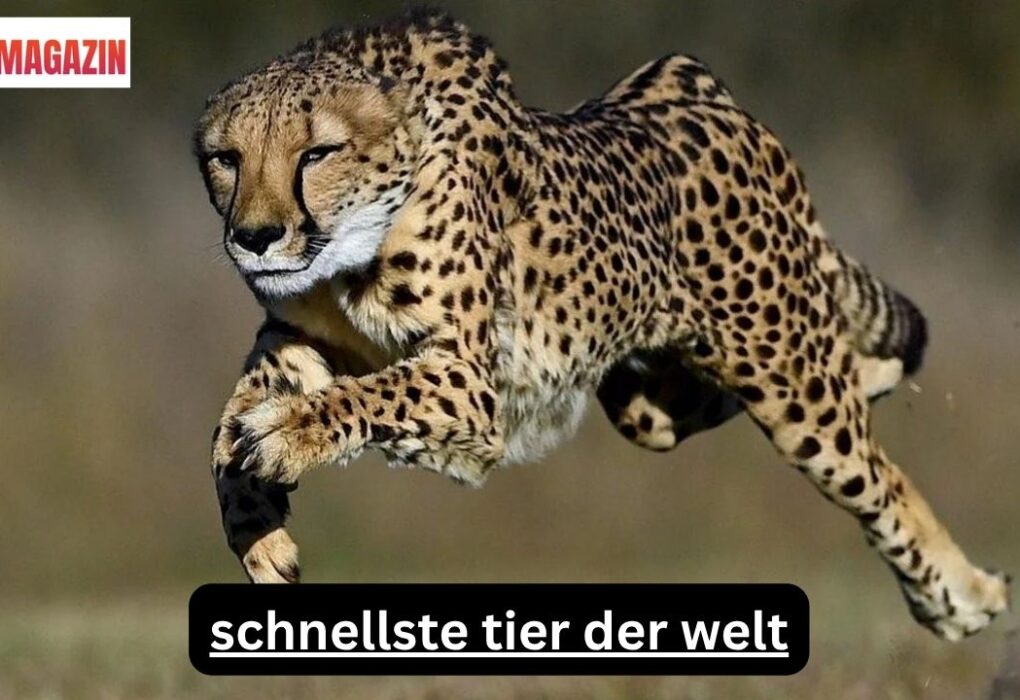 Schnellste Tier der Welt