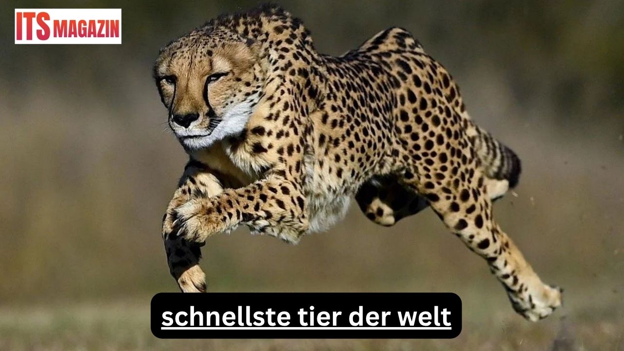 Schnellste Tier der Welt